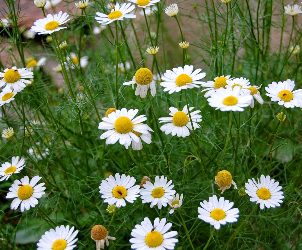 hoa cuc ao.jpg (235 KB)